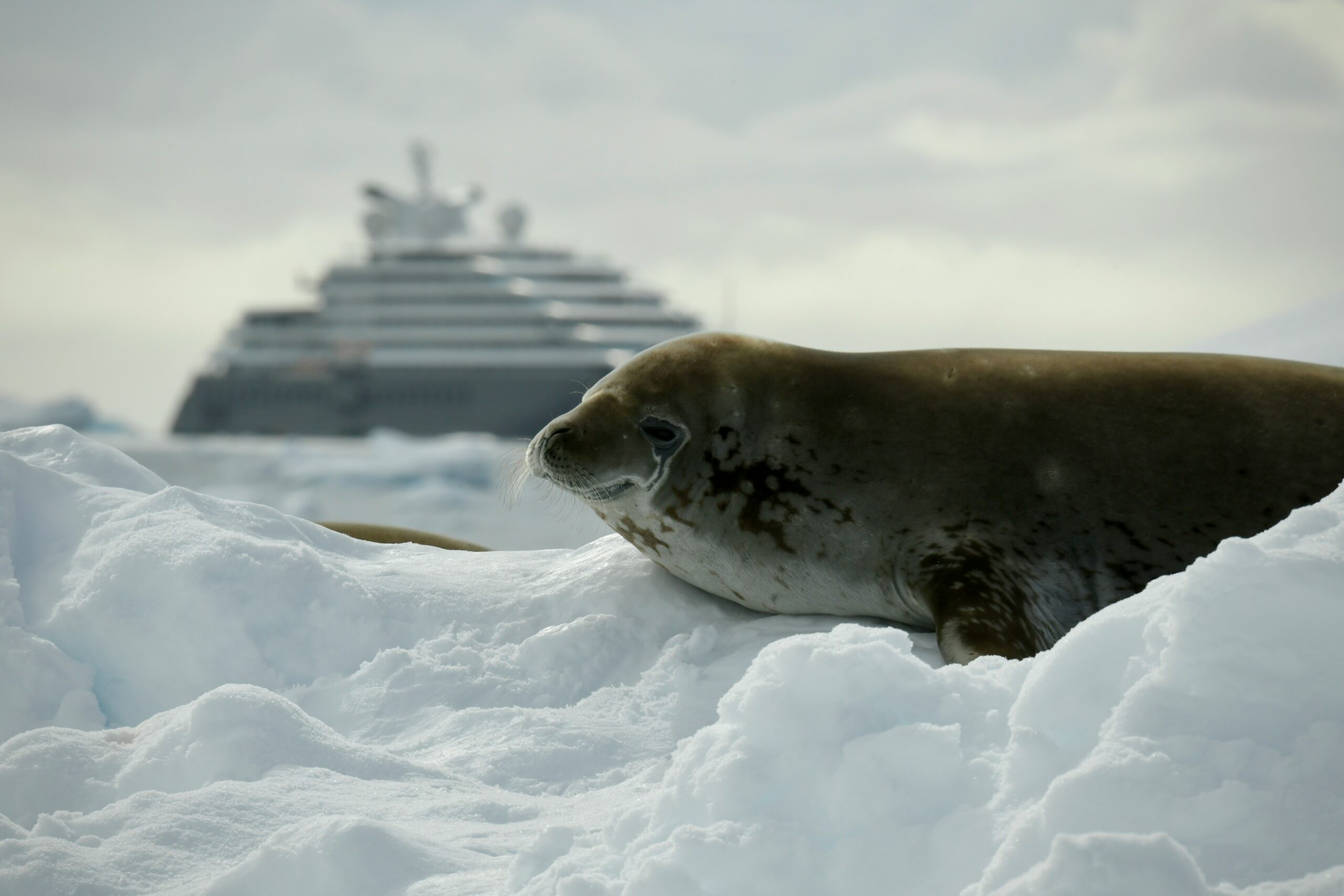 Read more about the article Choosing the Right Antarctic Cruise: How to Select the Best Voyage for You