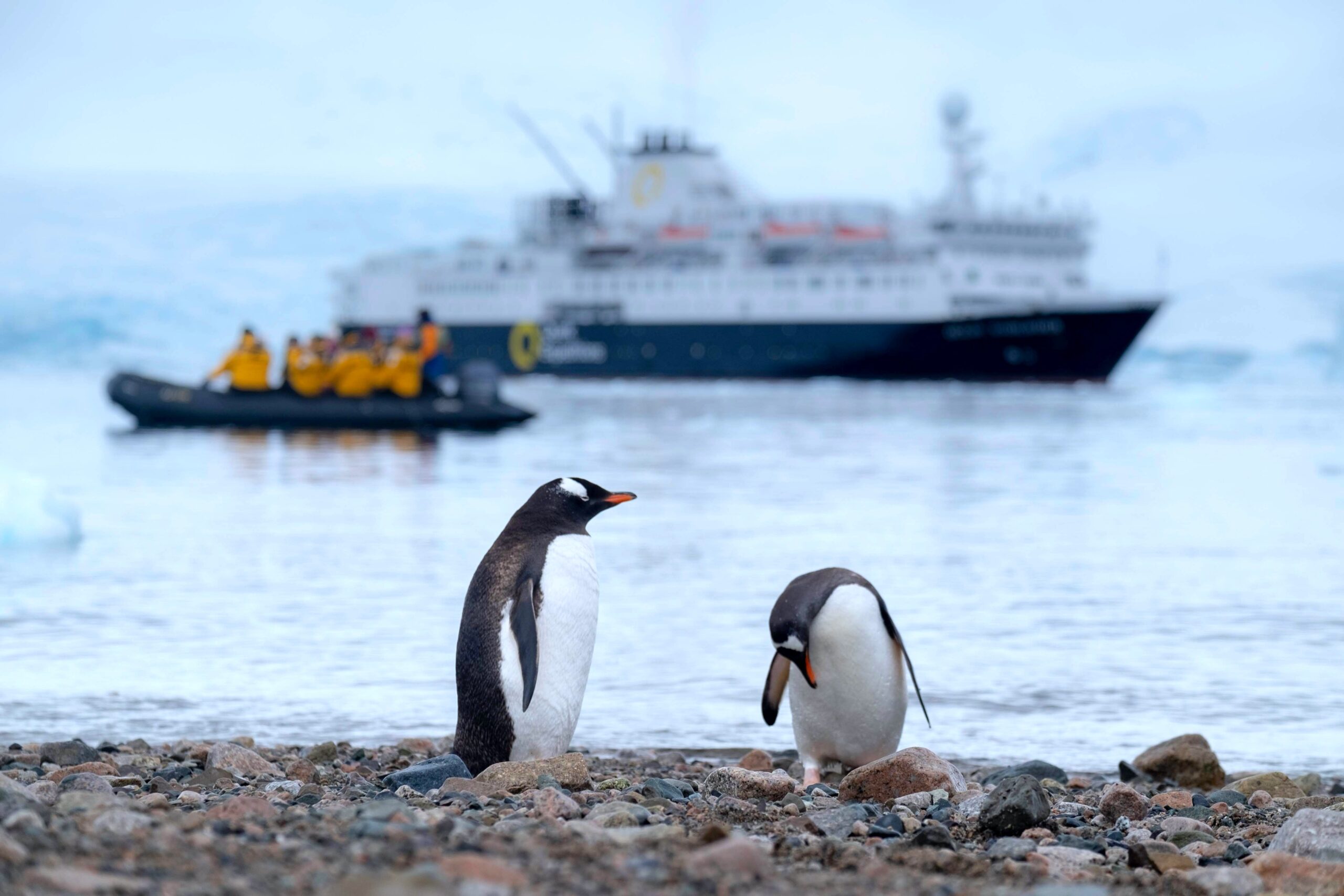 Read more about the article Sailing to the End of the Earth: What to Know Before Your First Cruise to Antarctica